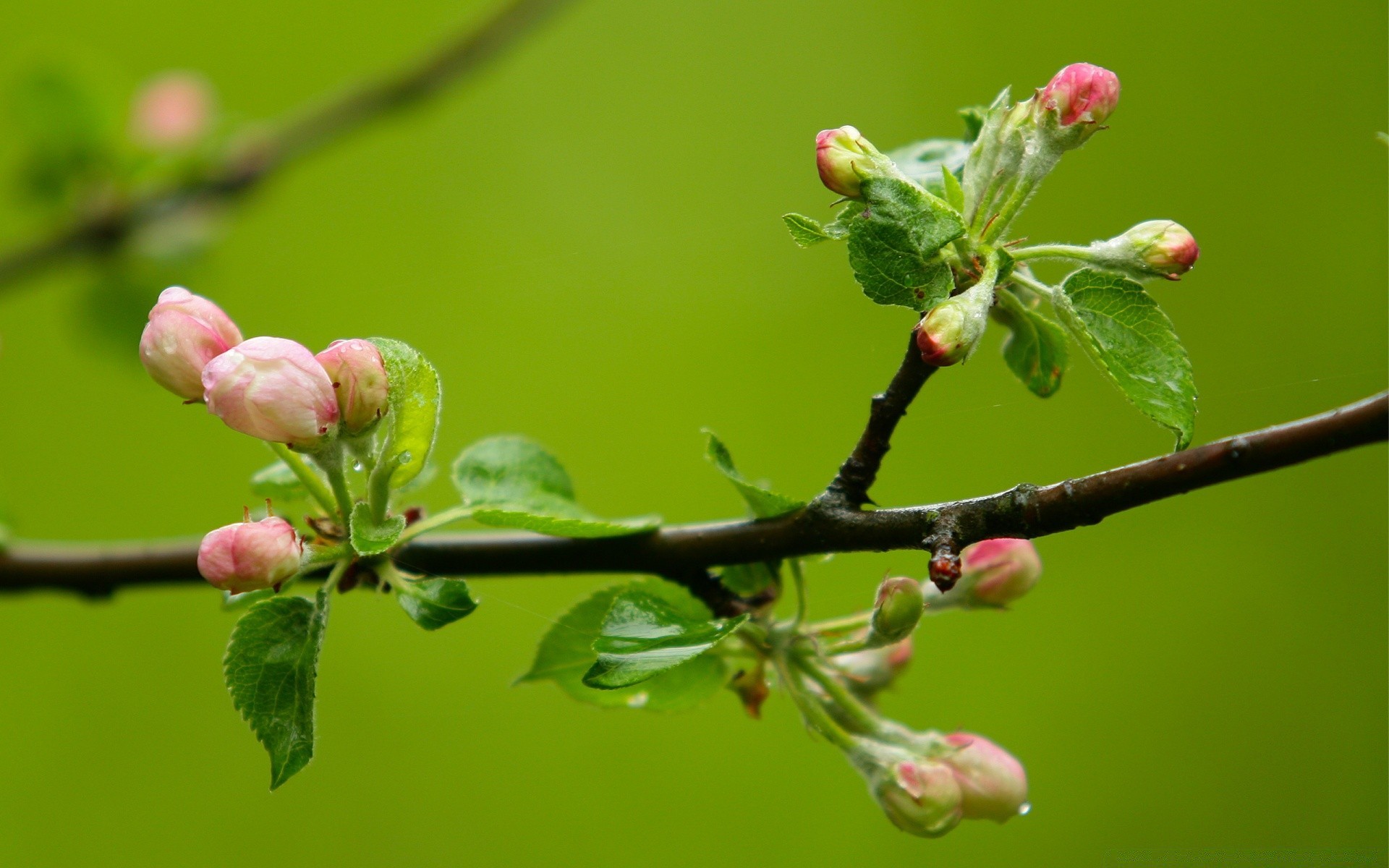 spring nature branch tree flower flora leaf garden bud growth cherry outdoors apple plum season summer close-up color fruit park
