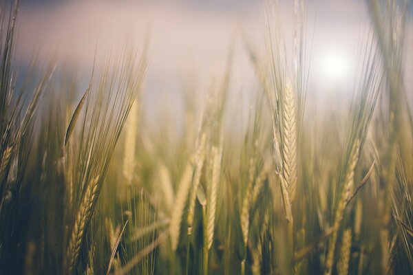 Wheat spikelets in the sun
