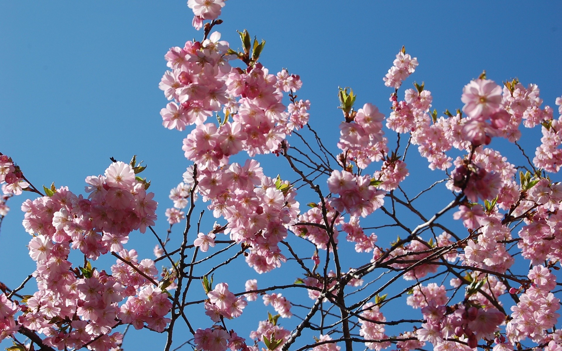spring flower cherry branch tree flora blooming petal season nature springtime bud garden growth floral outdoors summer leaf apple bright