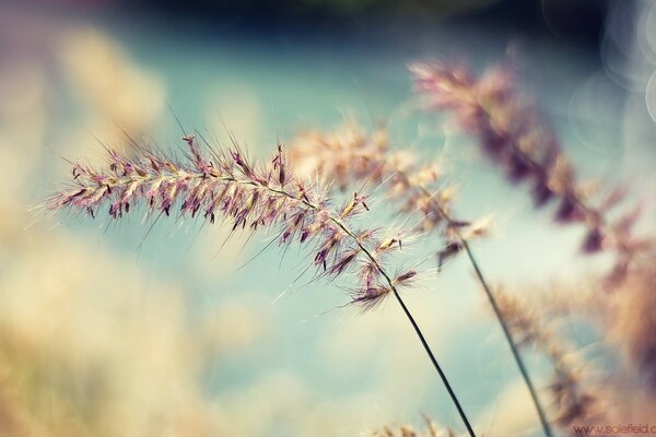 Wildflowers delight all summer