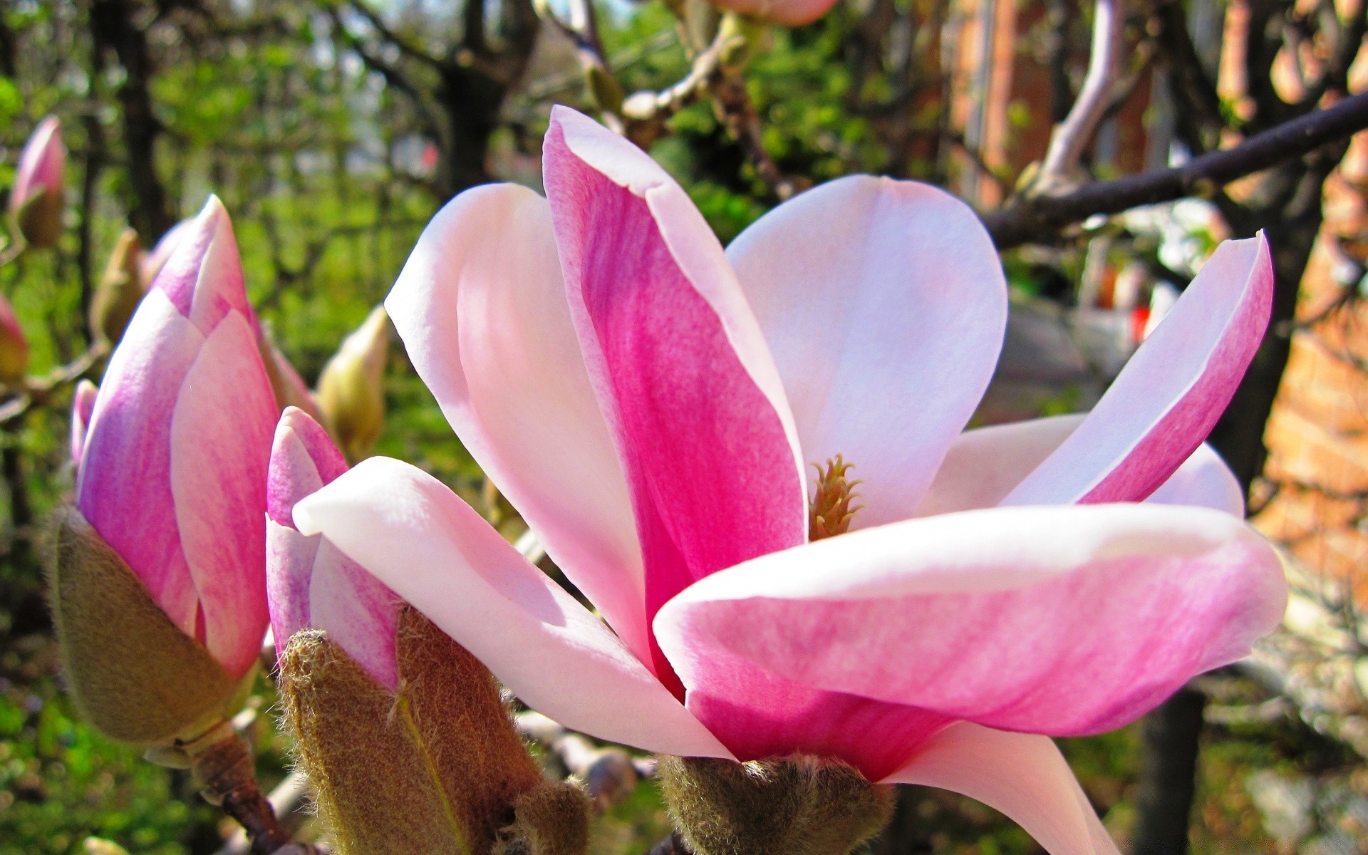 spring flower nature magnolia garden flora leaf blooming outdoors park tree summer petal beautiful color bud floral