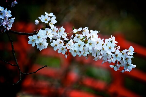 A flower blooms in the garden