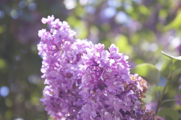 Lovely lilac lilac flowers
