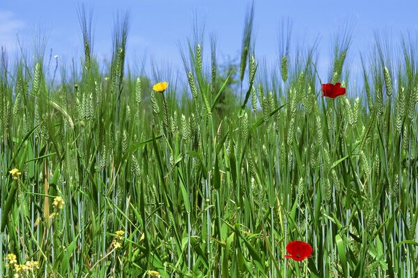 Field grass, haymaking in spring