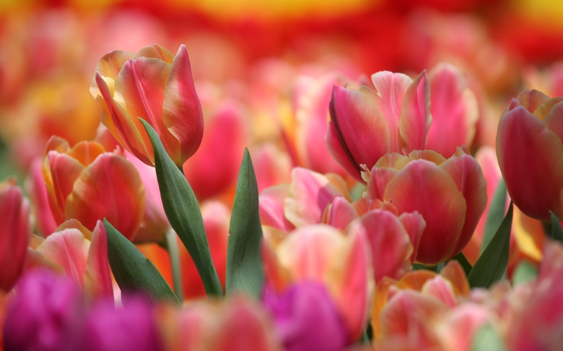 spring tulip nature flower garden flora color leaf floral petal bouquet bright blooming summer easter