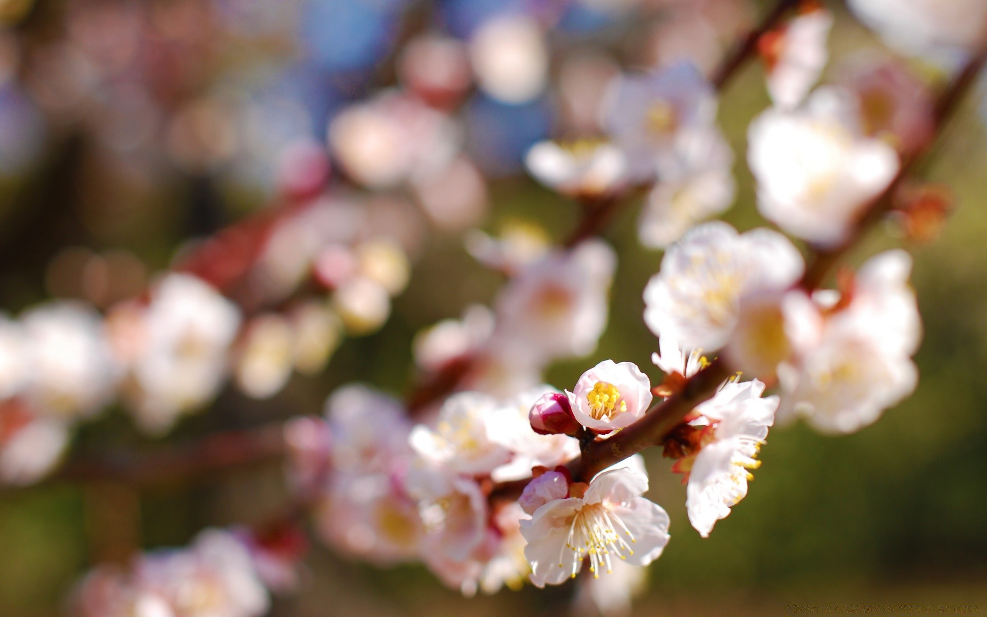spring flower nature cherry flora garden tree branch season leaf color apple petal blooming outdoors bright close-up summer park easter