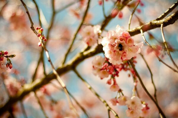 Cherry blossom on a branch against the sky