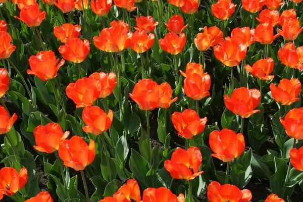 Red flowers in the garden. Background