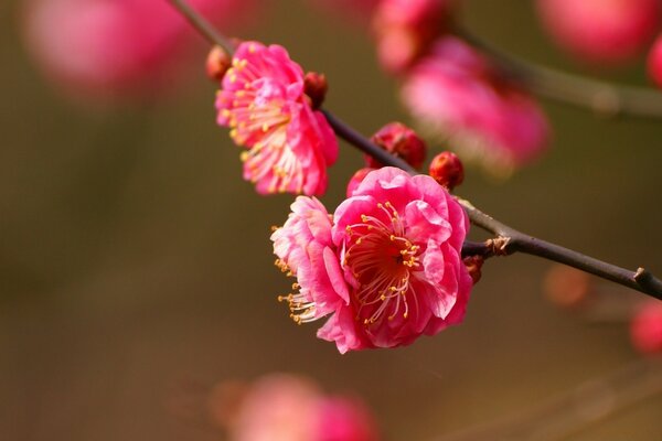 Macro shooting of cherry blossoms