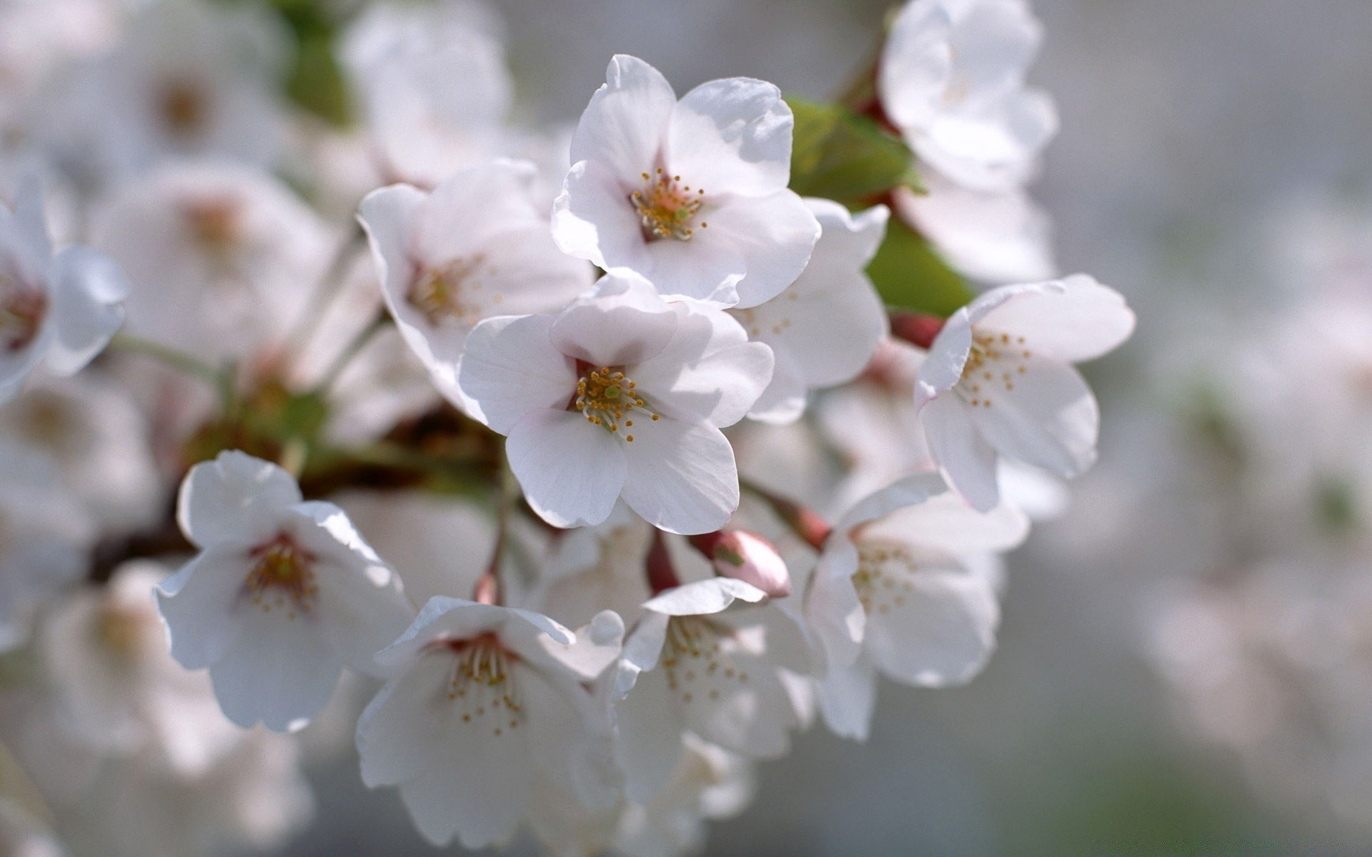 spring flower cherry nature flora branch tree garden leaf apple season growth bud petal blooming delicate floral bright outdoors easter