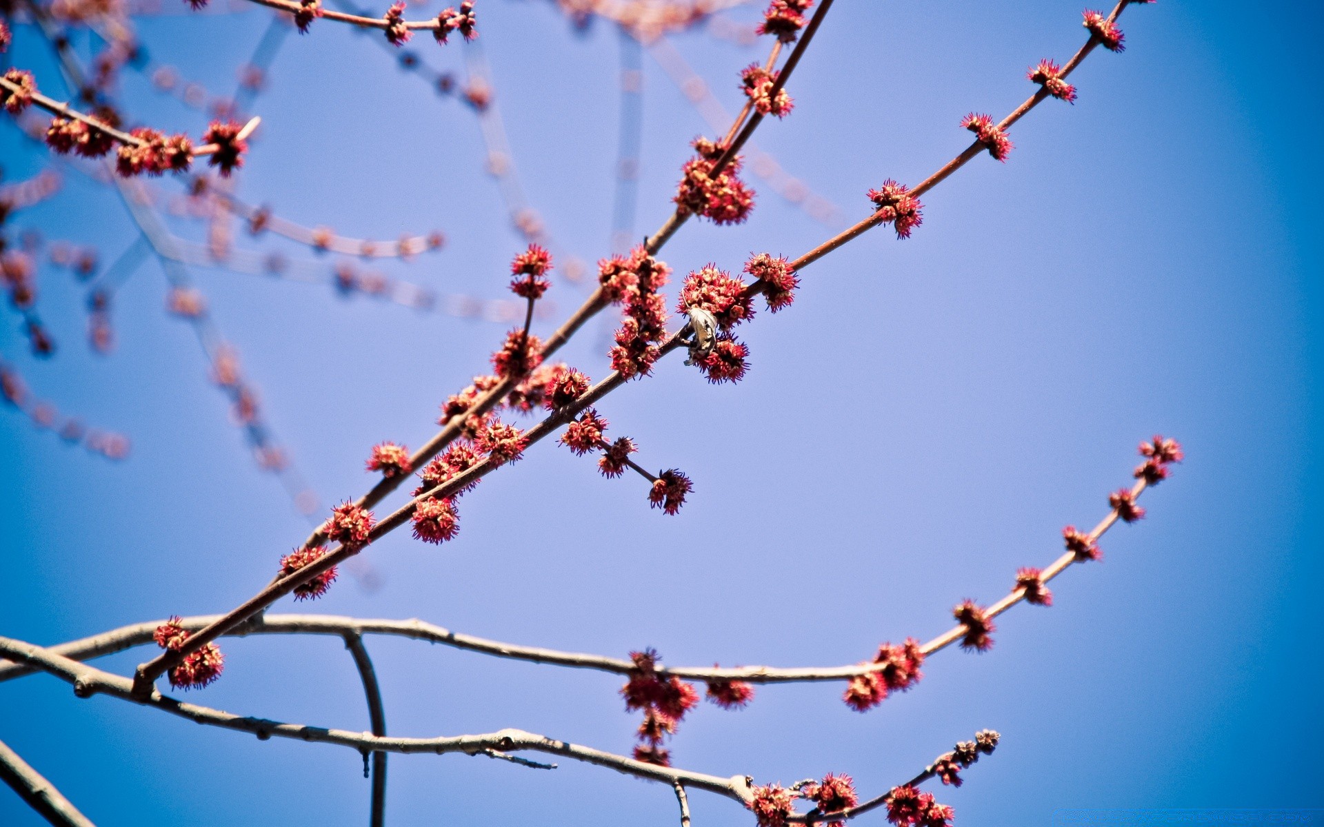spring sky winter wire barbed wire branch blue sky frost outdoors tree snow