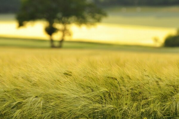 Summer wheat field at sunset