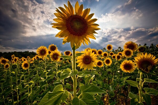 Field of sunflowers. Summer. Cloudy sky