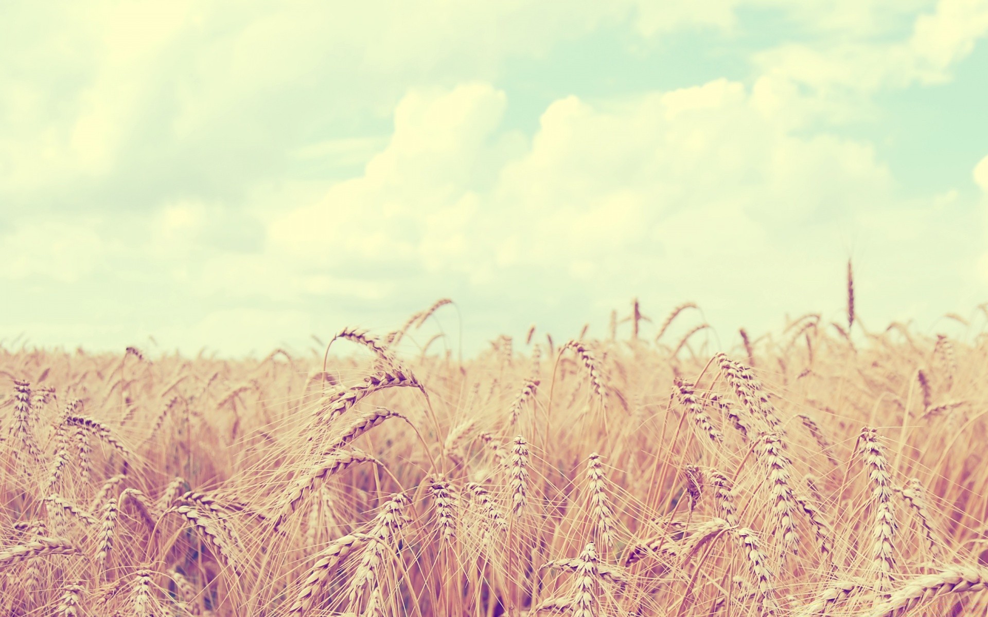 summer field cereal rural straw wheat crop nature farm pasture corn countryside gold flora growth country landscape agriculture season rye