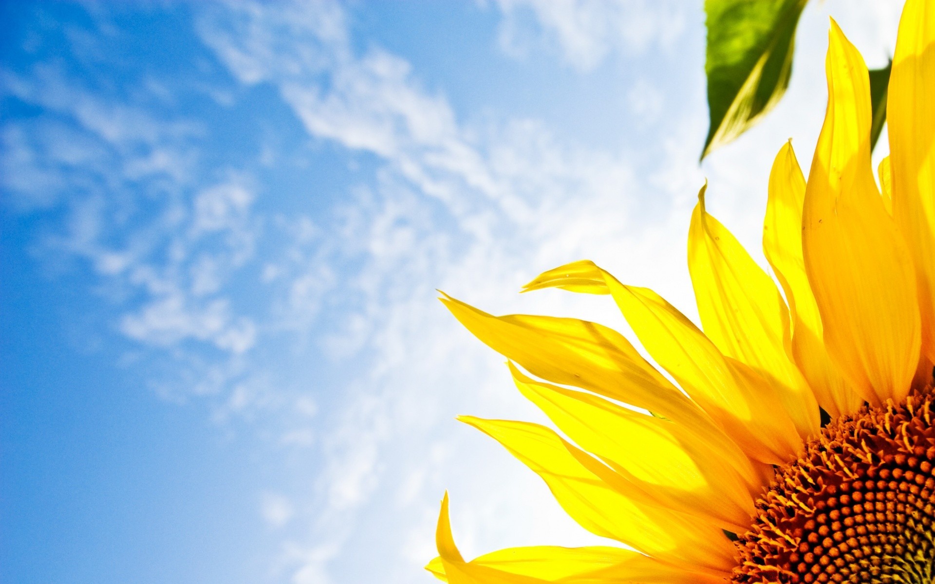 summer nature fair weather bright sun leaf growth outdoors flora