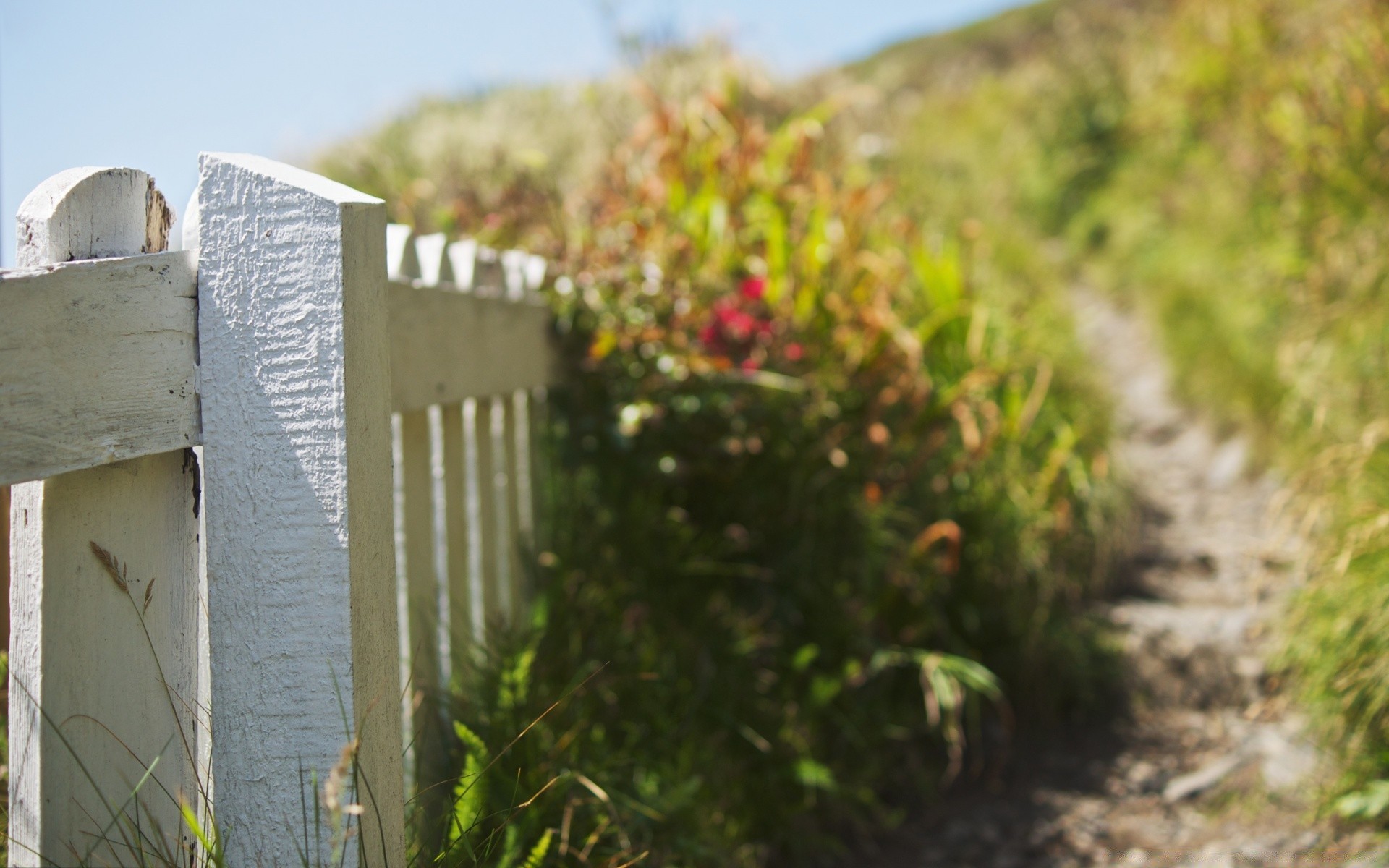 summer outdoors nature wood travel grass flora landscape