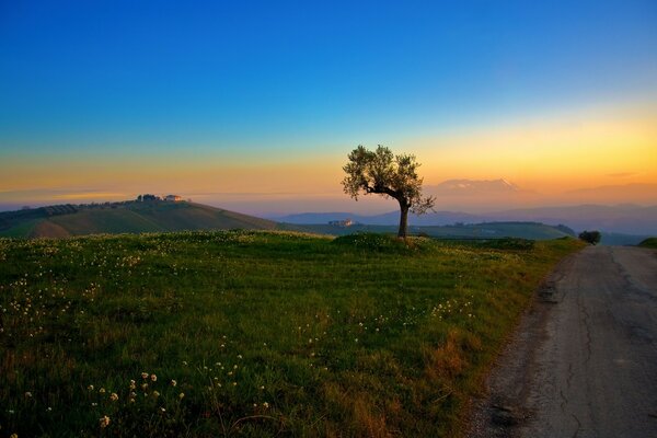 Sunrise with a beautiful tree in a clearing