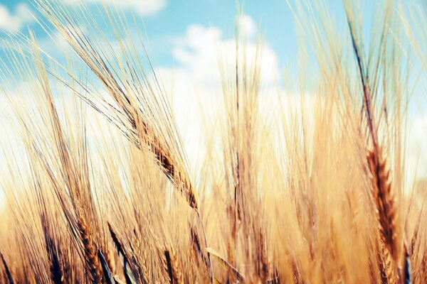 Beautiful wheat on a blue sky background