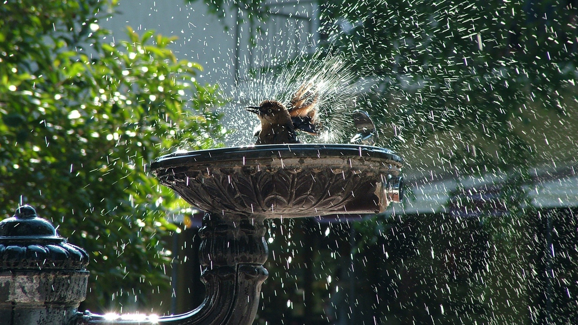 summer water outdoors nature bird garden rain park tree fountain wet travel vehicle one
