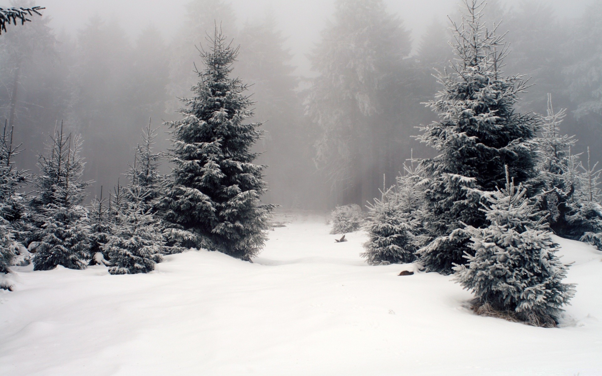 winter snow frost cold tree pine frozen wood fir evergreen ice spruce fog christmas weather snowstorm conifer season landscape