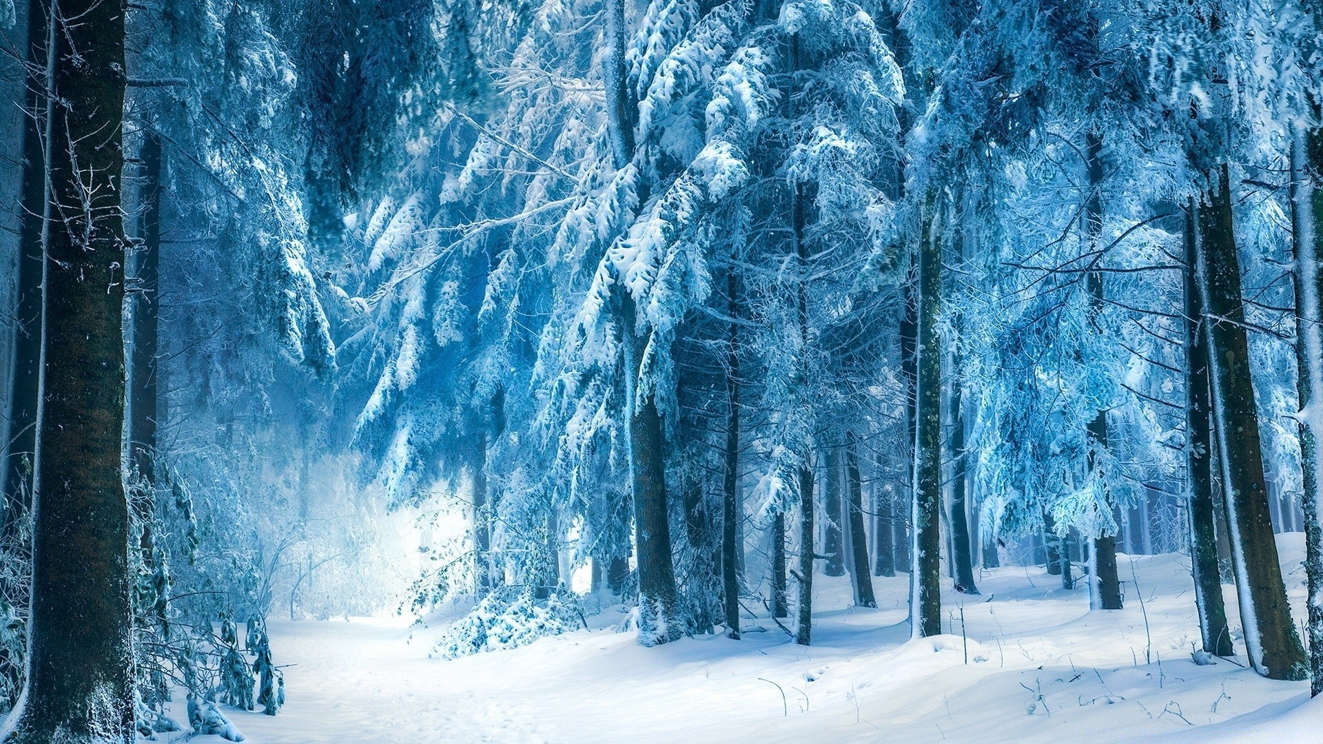 winter snow cold frozen frost ice season frosty wood landscape nature icy scenic tree weather