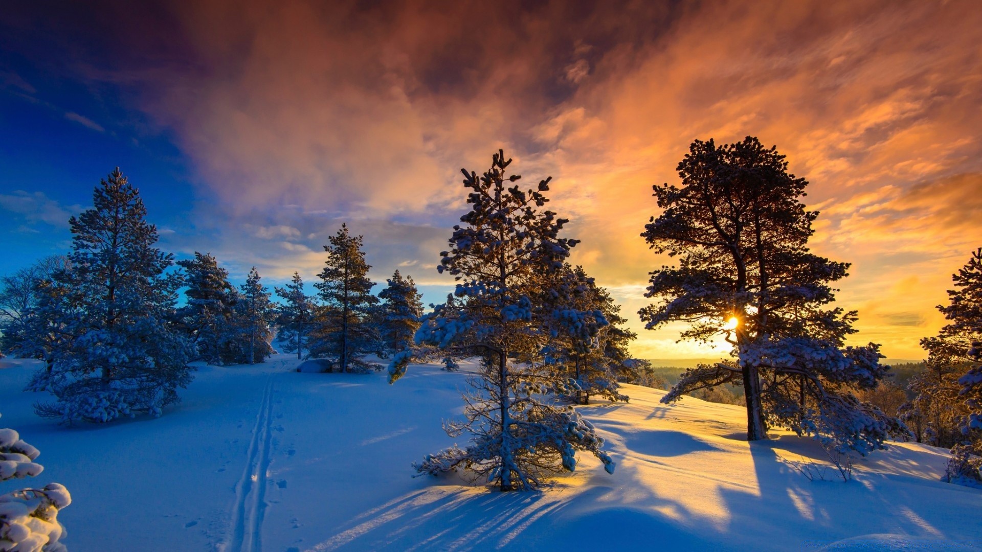 winter snow tree wood landscape outdoors dawn nature fair weather scenic cold sky evergreen frost sunset evening conifer placid