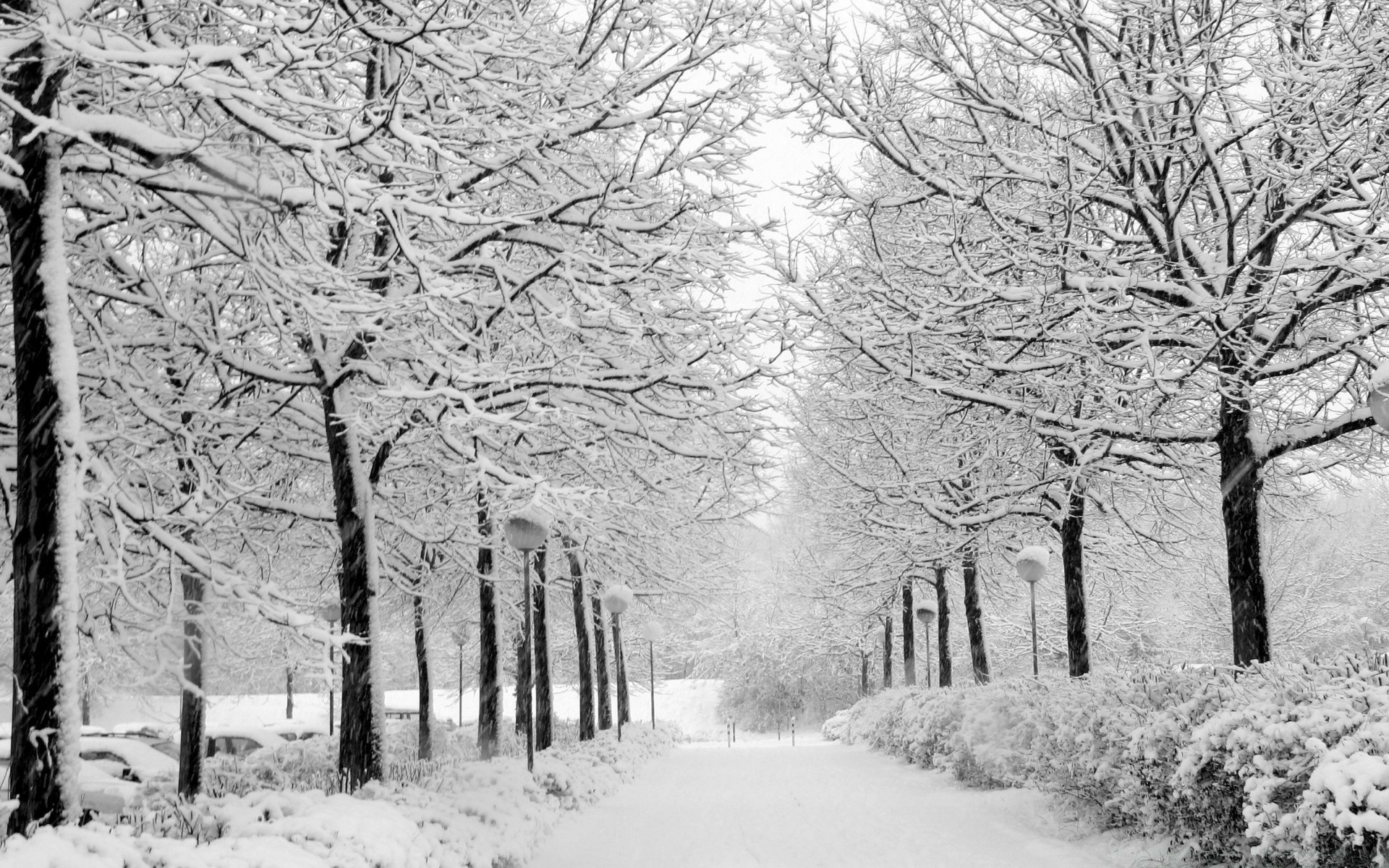 winter snow frost tree cold frozen wood season branch ice weather landscape snowstorm fog frosty snowy park road snow-white