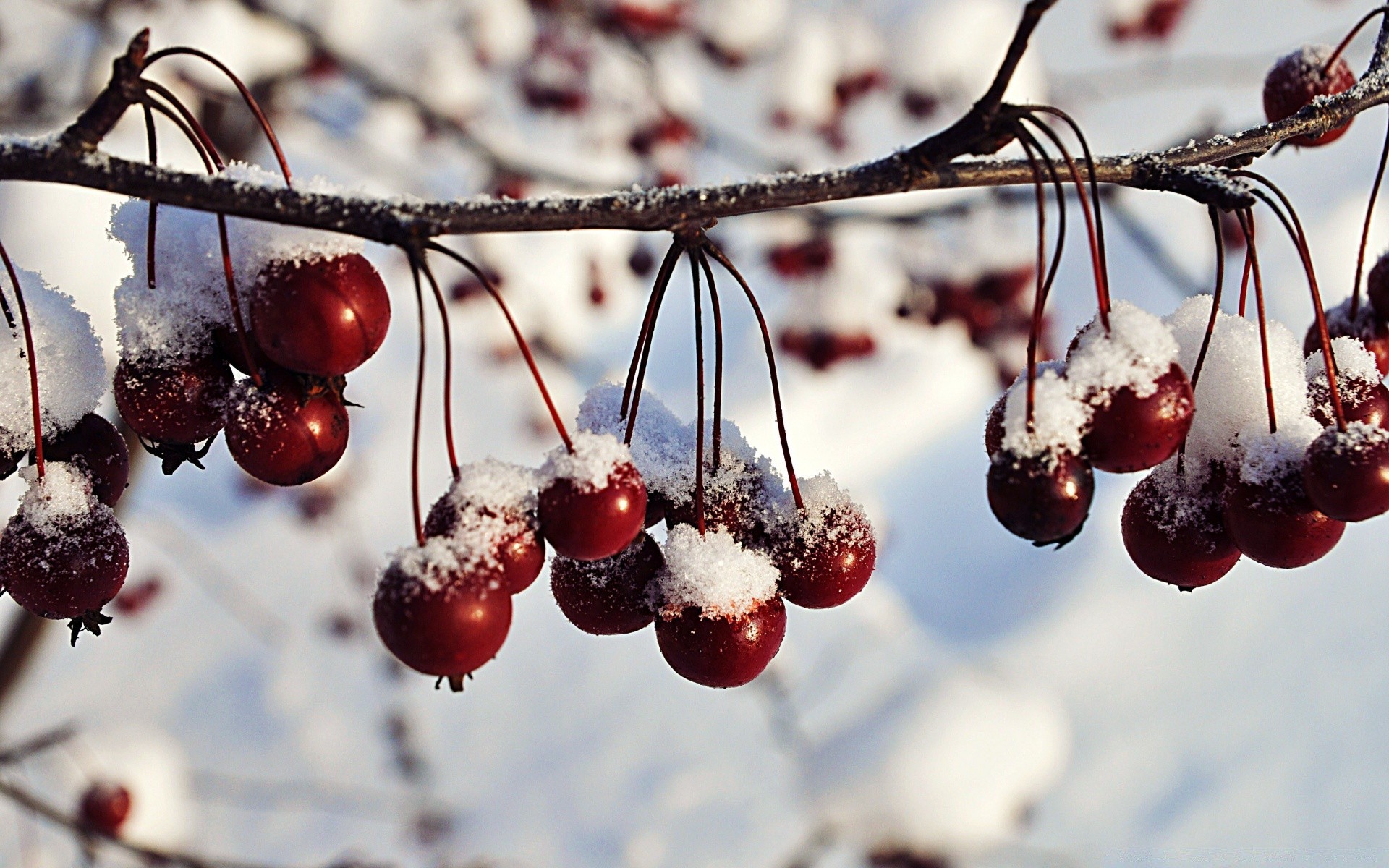 winter berry fruit cherry christmas nature season snow branch food juicy leaf fall frost delicious