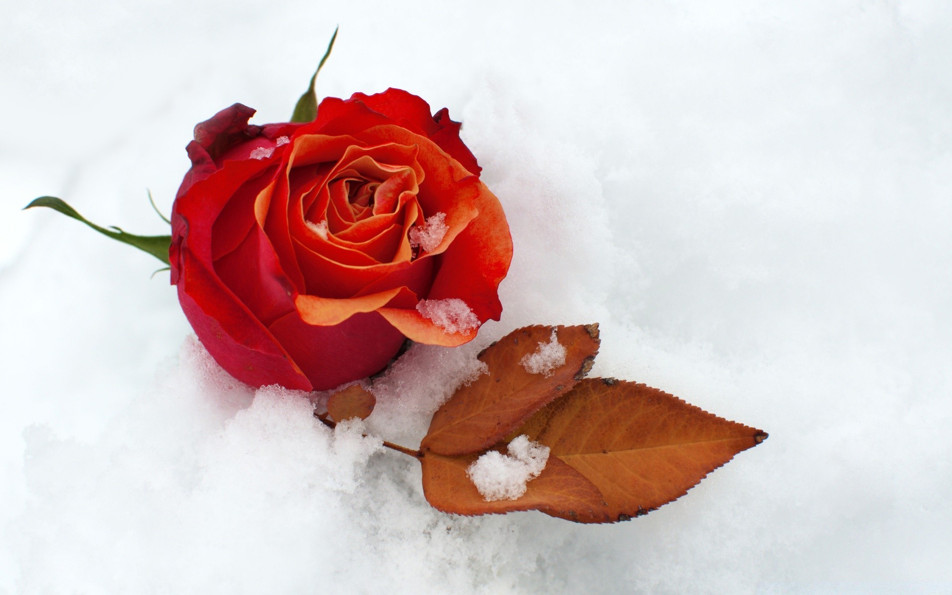 winter rose flower love romance gift petal nature floral affection