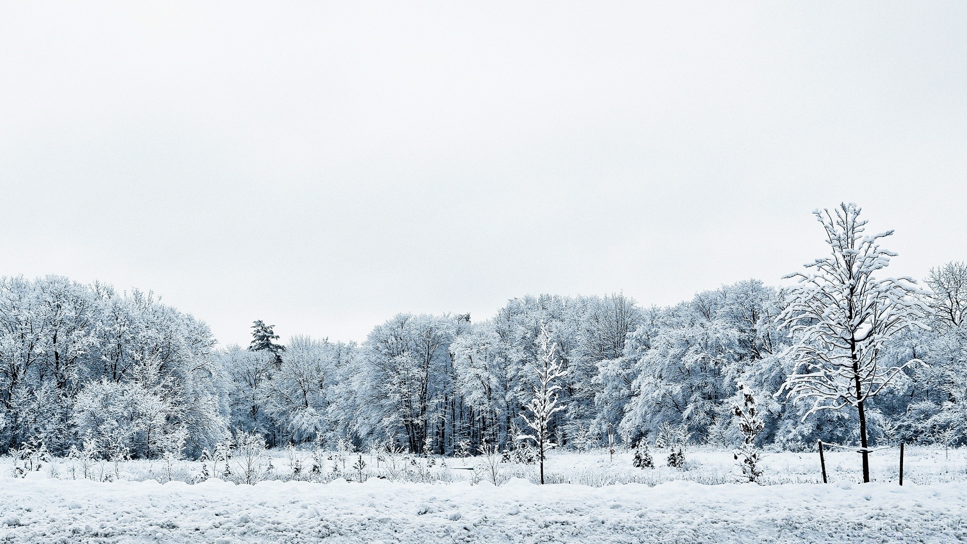 winter snow frost cold tree frozen fog wood ice weather landscape season frosty snowstorm nature snow-white snowy mist icy