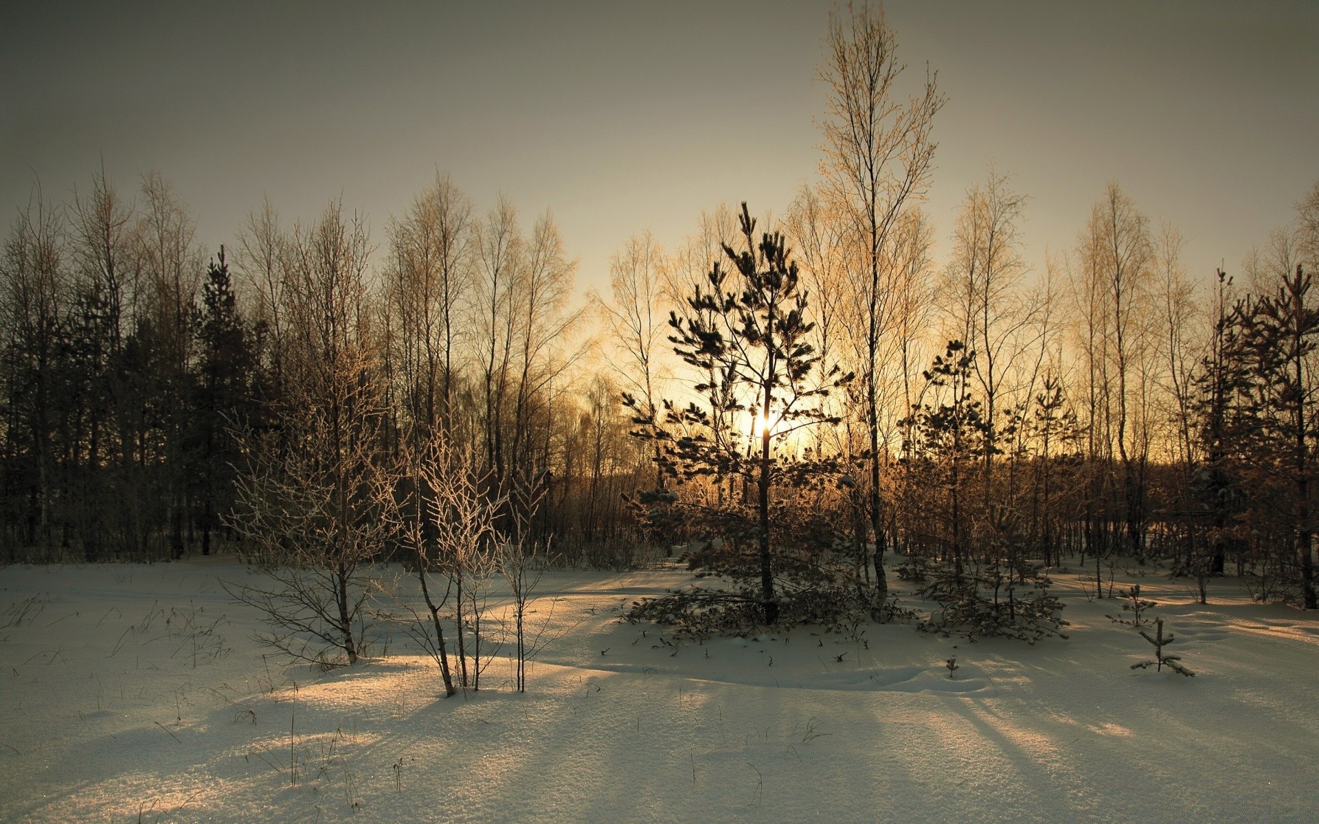 winter snow tree wood fog dawn fall landscape frost nature cold mist weather outdoors ice fair weather frozen sunset countryside