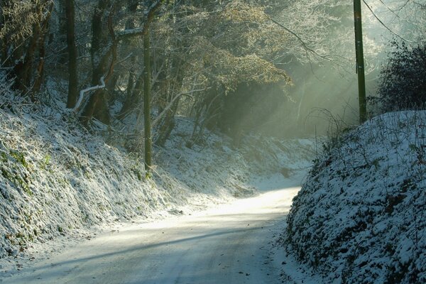 The rays of the sun on a forest path in winter