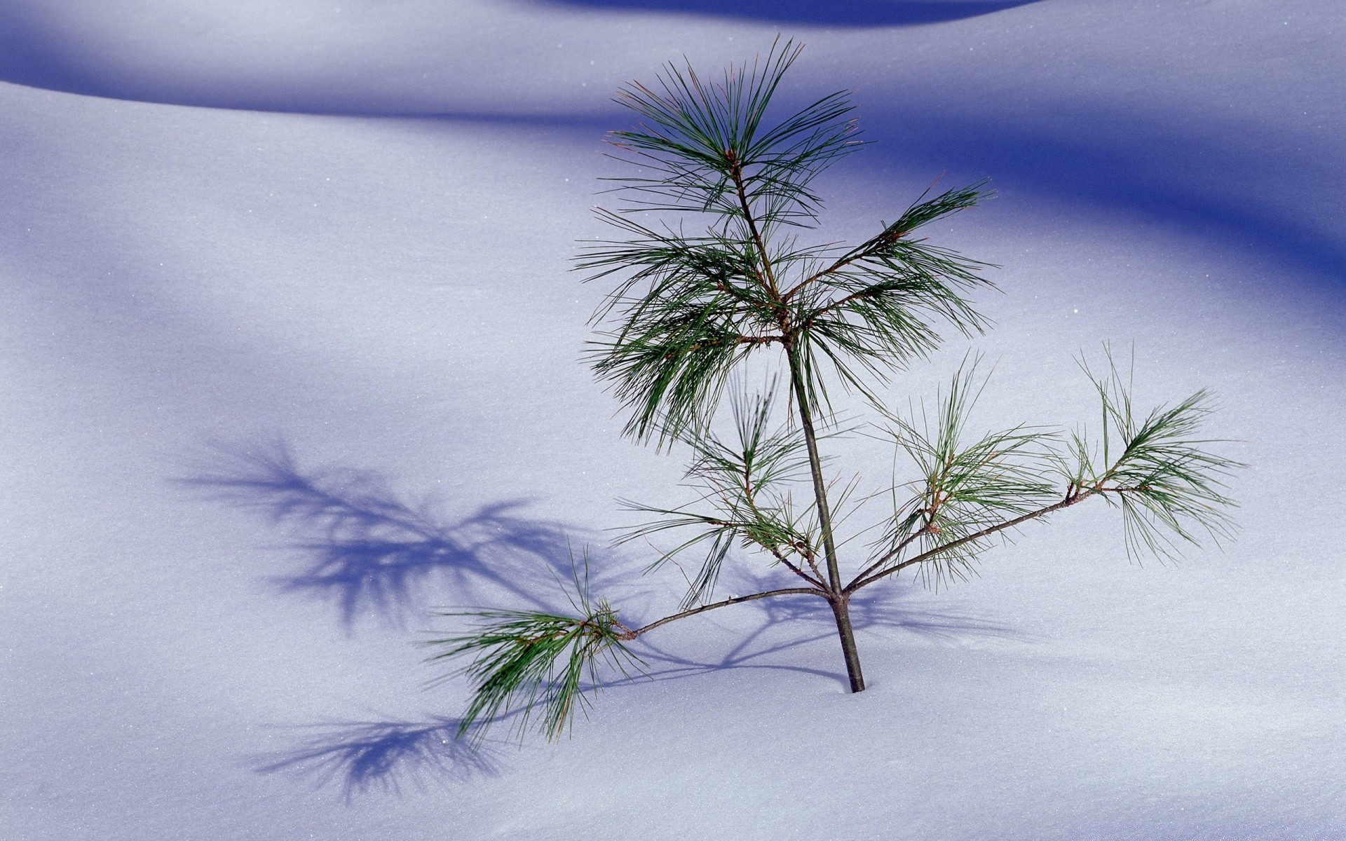 winter tree nature desktop landscape beach sky outdoors wood ocean flora summer branch seashore beautiful color water leaf