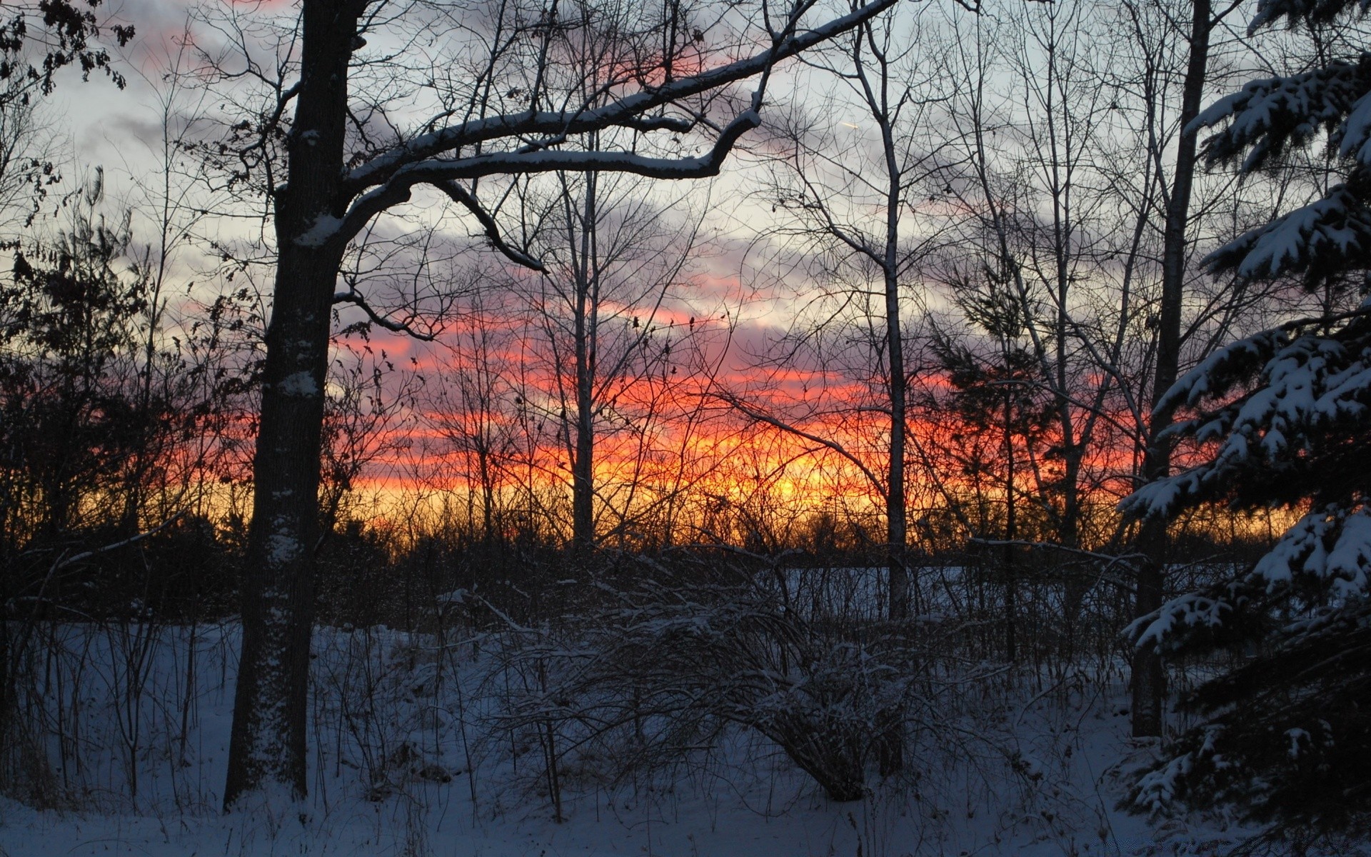 winter tree landscape fall wood nature season weather branch snow dawn outdoors cold scenic park leaf fog