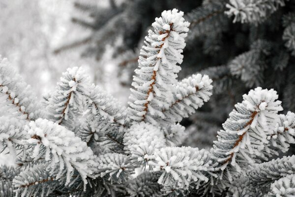 Close-up of FIR tree branches covered with frost
