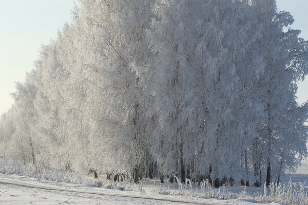 Frozen tree in the sunlight