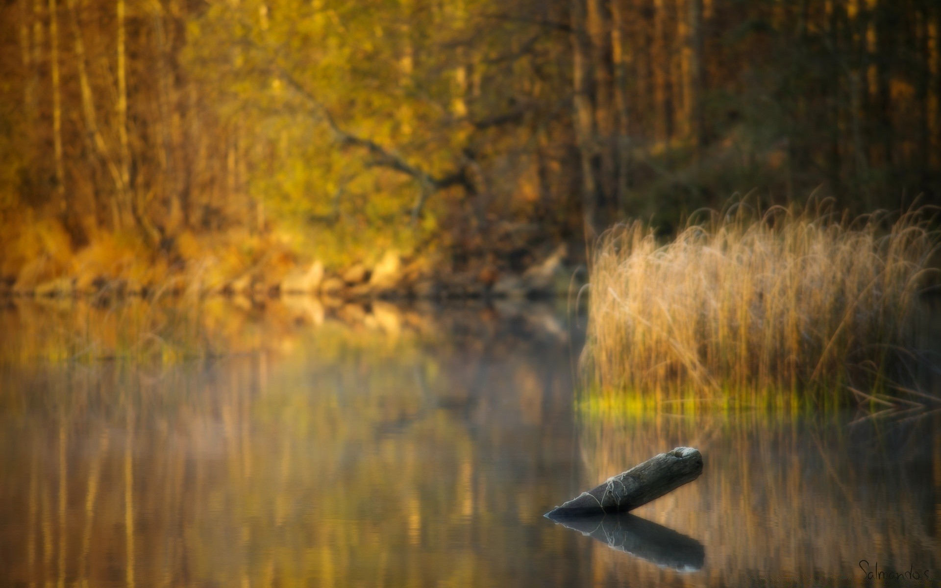 lake reflection fall tree water dawn wood landscape river nature evening outdoors sunset light gold park color