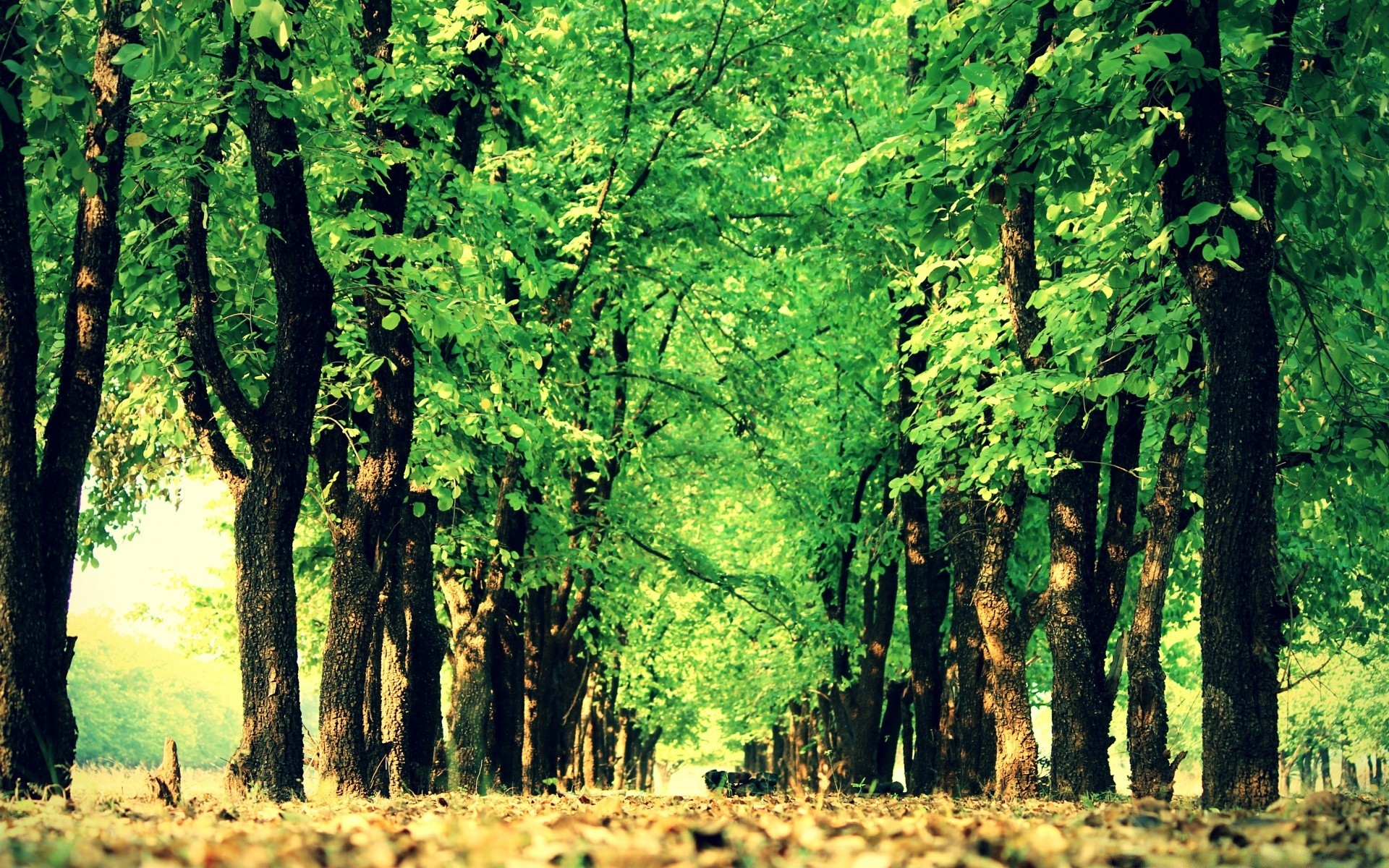 landscapes wood tree landscape nature leaf environment park outdoors season fair weather flora branch dawn trunk guidance sun scenic growth footpath scenery