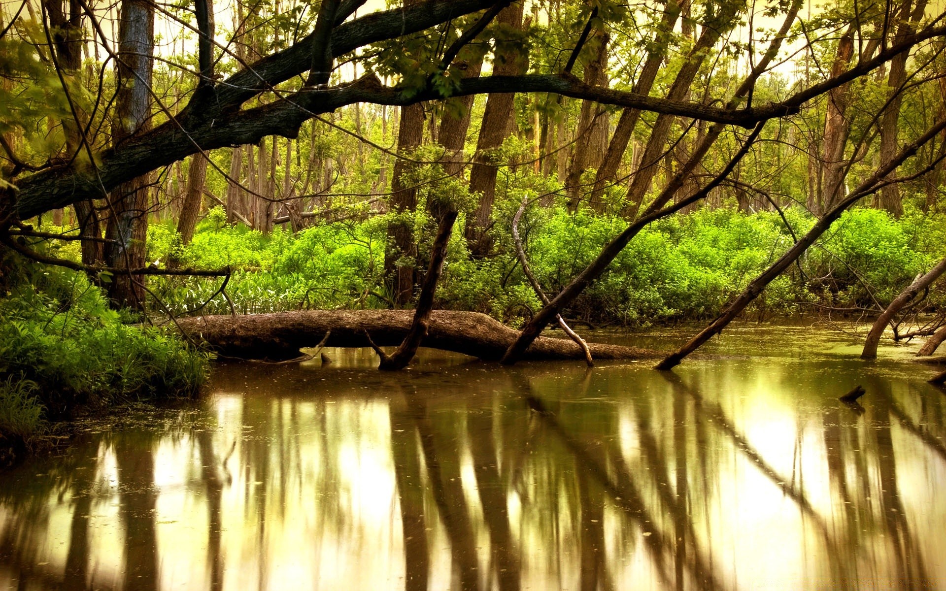 lake wood water nature landscape tree leaf river reflection park fair weather outdoors lush sun summer environment light dawn fall scenic