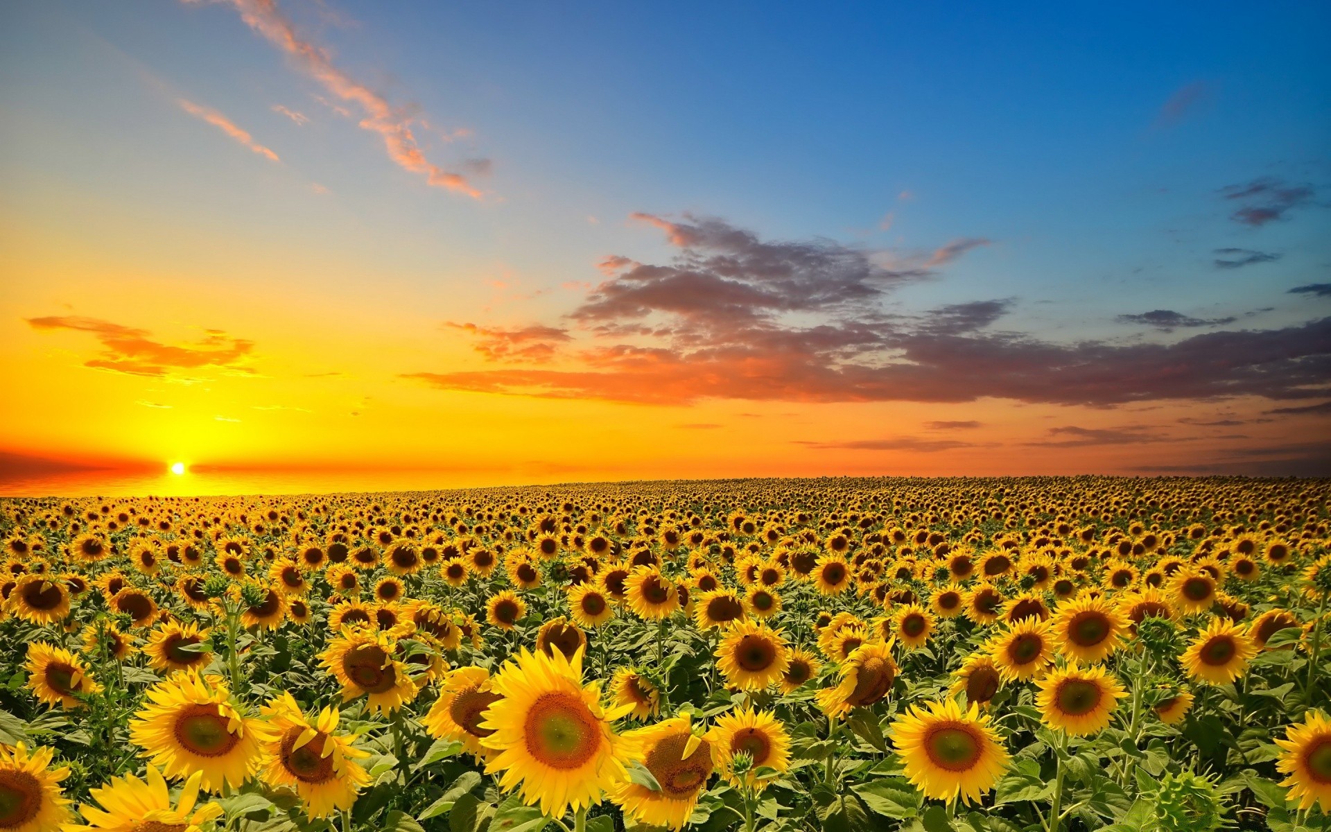 landscapes sun nature sunflower summer bright field sky fair weather flower rural flora growth agriculture sunny beautiful vibrant desktop outdoors landscape
