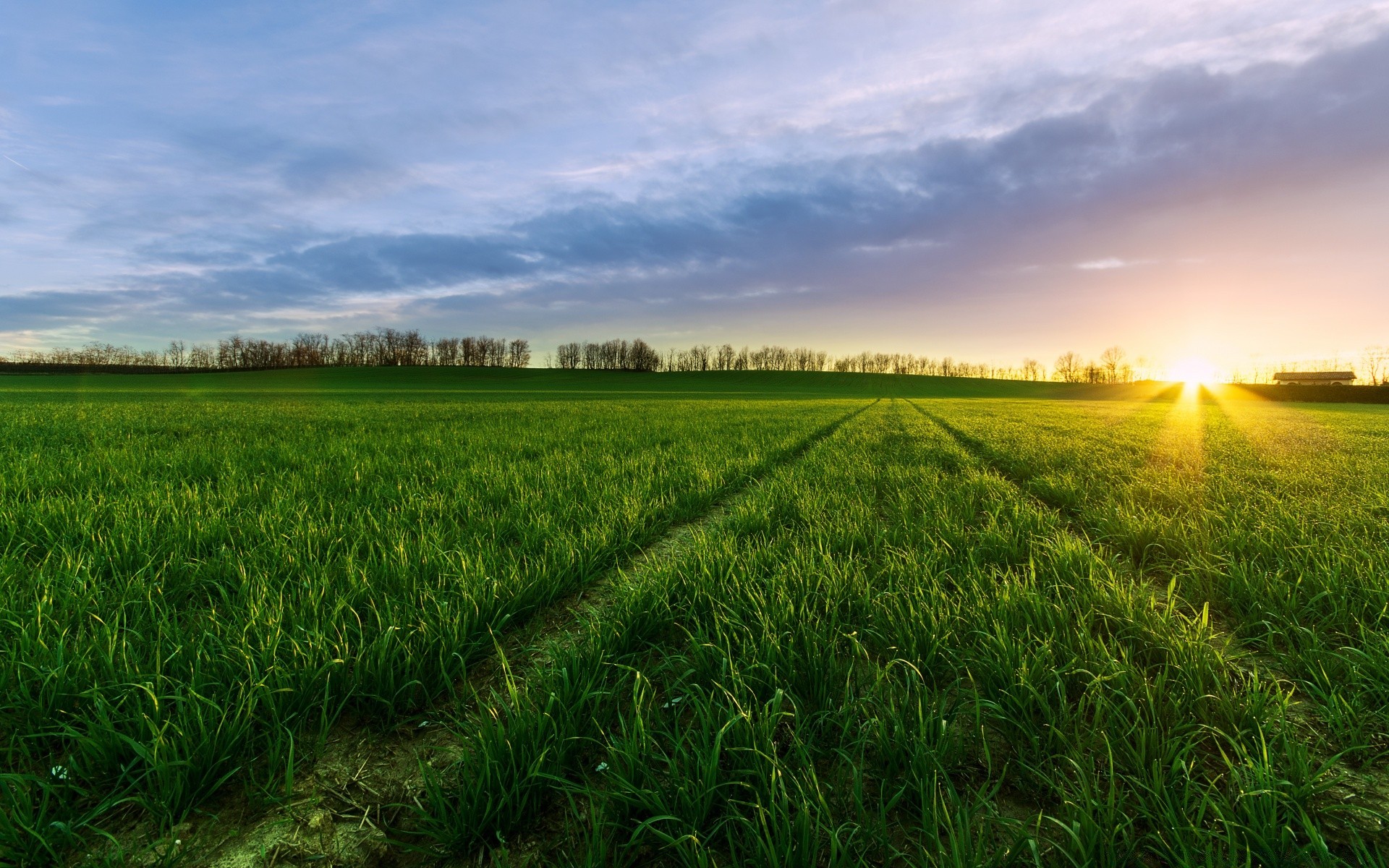 landscapes field grass rural landscape agriculture countryside pasture nature sun soil farm cereal summer wheat sky fair weather growth farmland hayfield