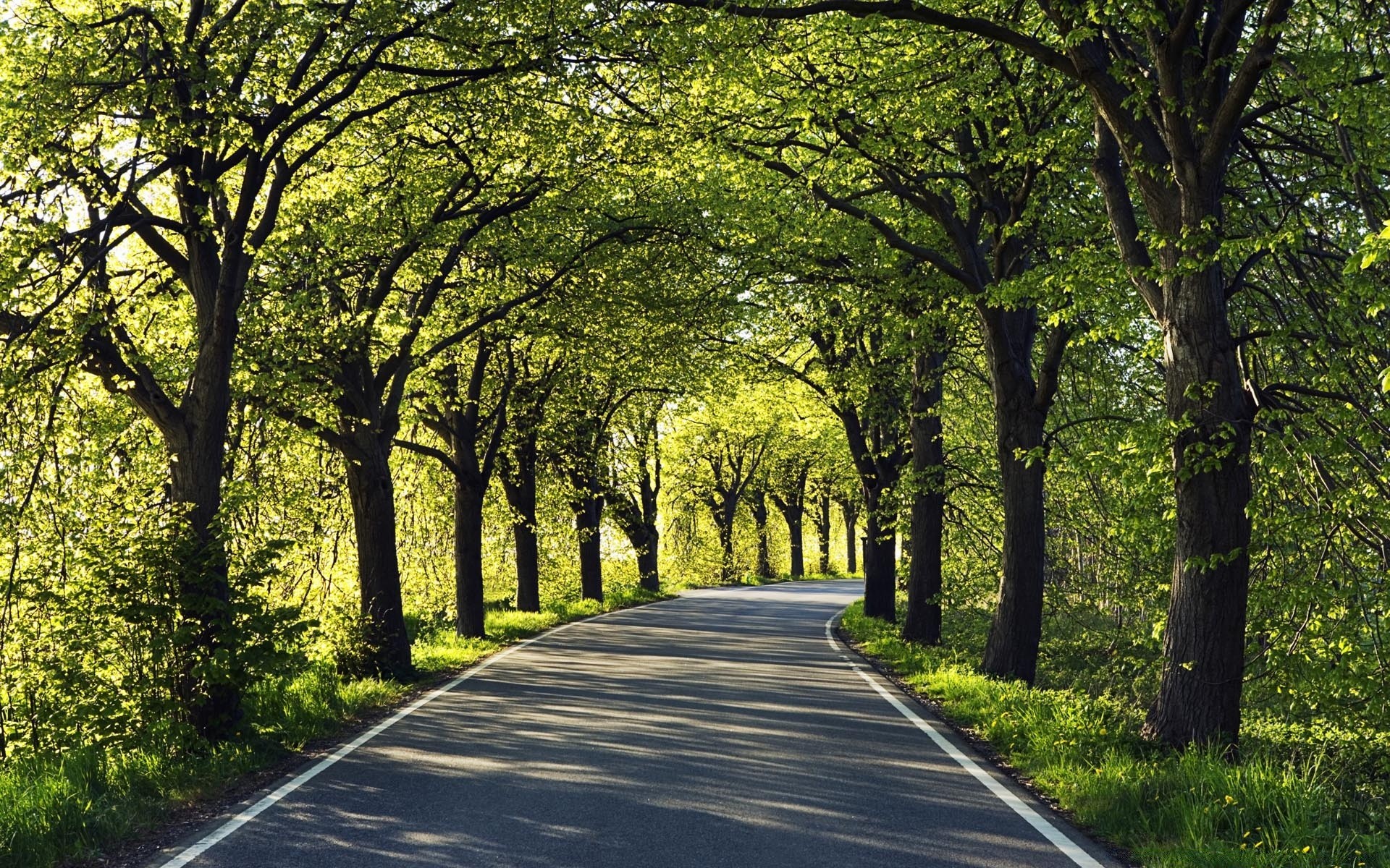 landscapes road guidance tree landscape wood leaf park nature environment countryside lane rural scenic fall avenue alley grass lush footpath