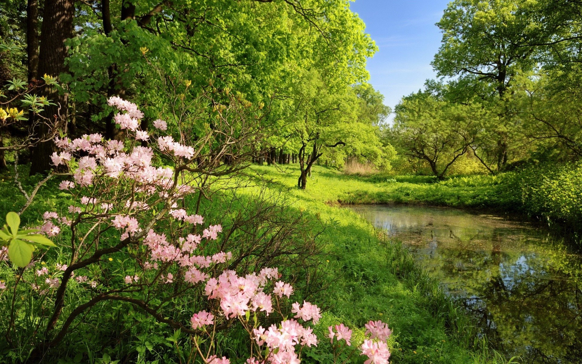 landscapes tree nature landscape flower park leaf flora summer season garden environment outdoors wood scenic scenery scene grass branch sight