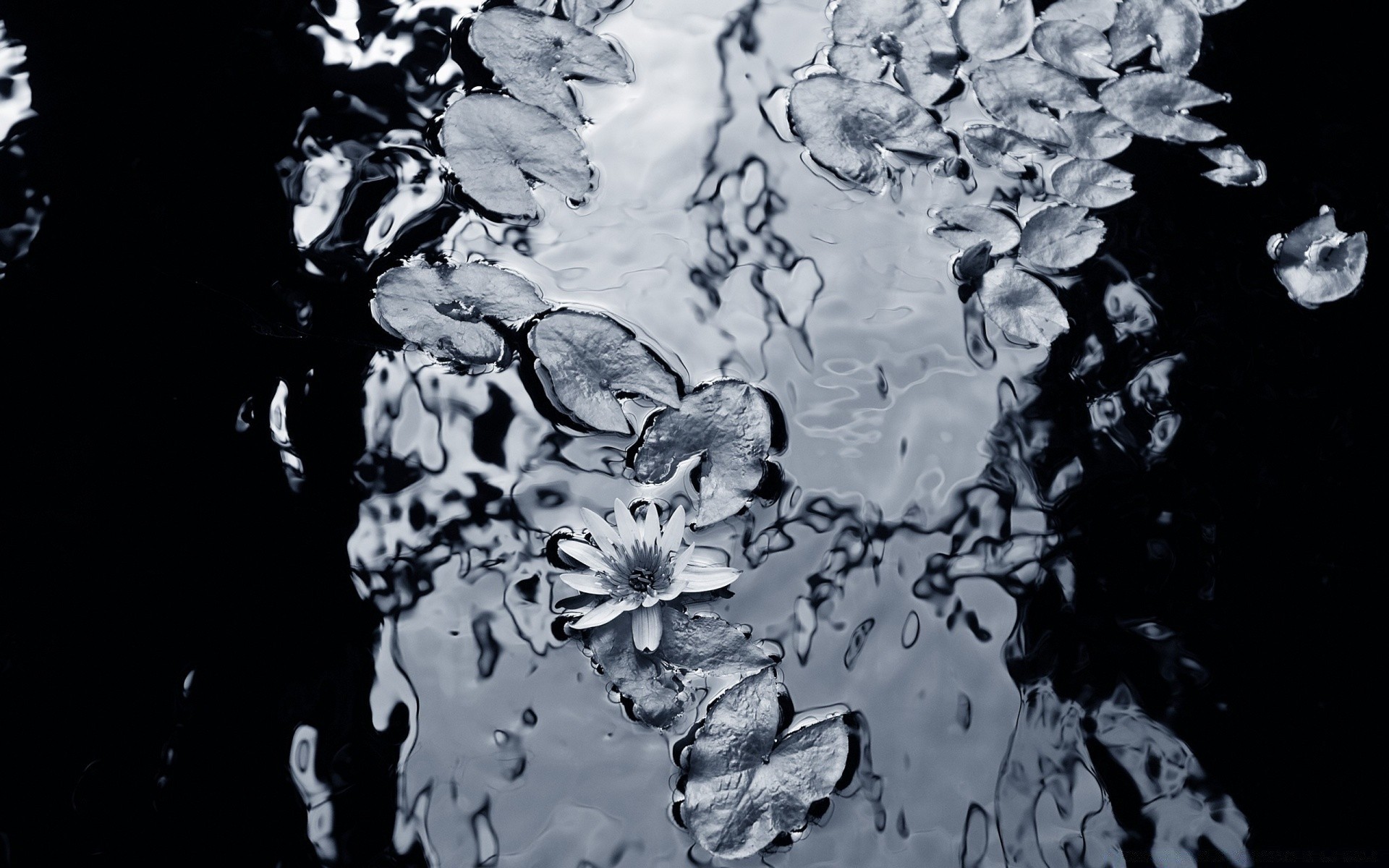 lake splash motion water nature wet purity smooth abstract drop