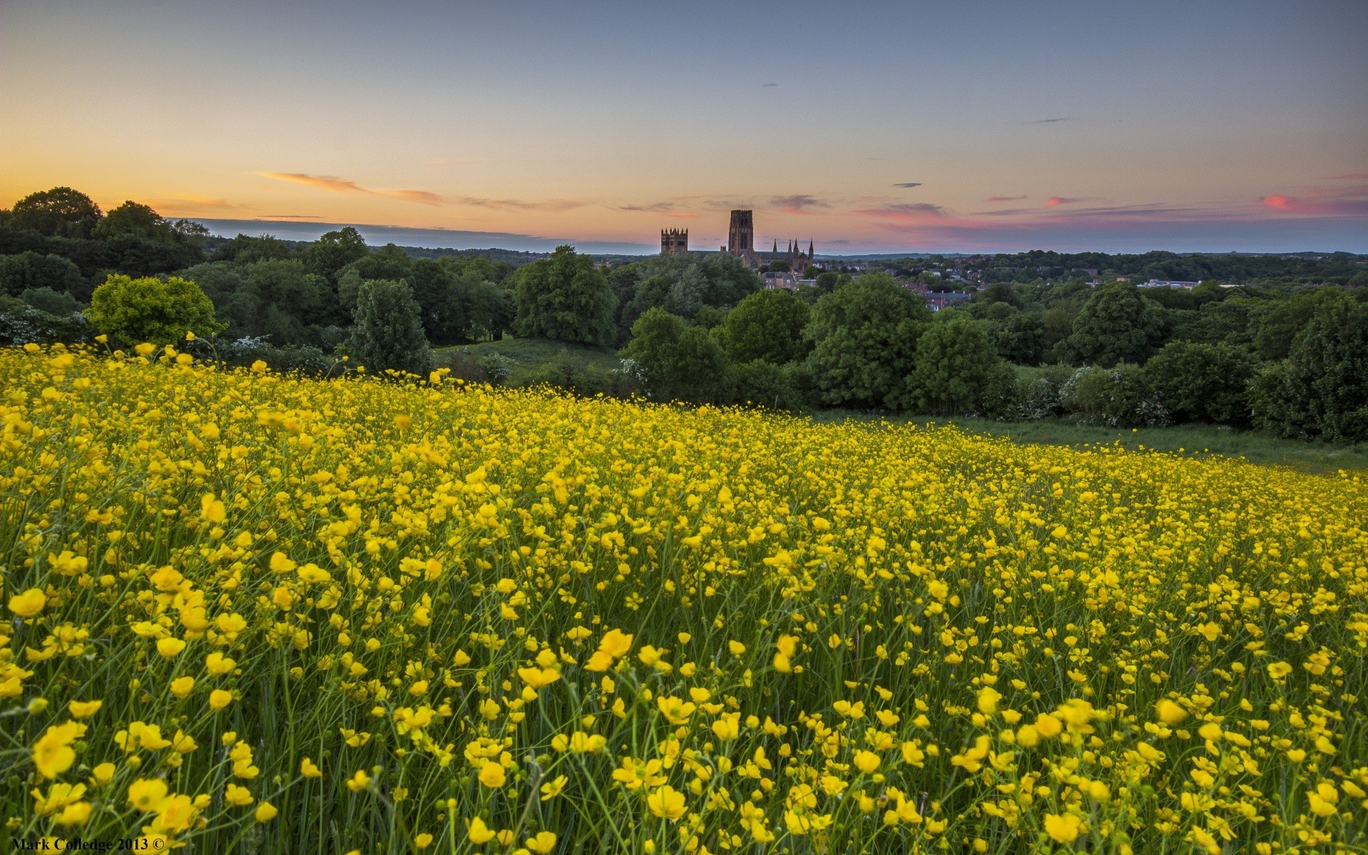 landscapes field landscape agriculture flower hayfield rural nature outdoors flora farm environment countryside summer scenic grass pasture sky country crop