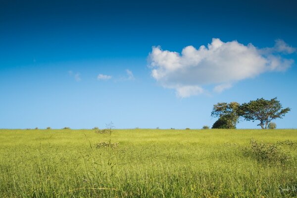 Trees in a field under a blue sky and one cloud