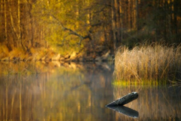 A log sticks out of an autumn lake