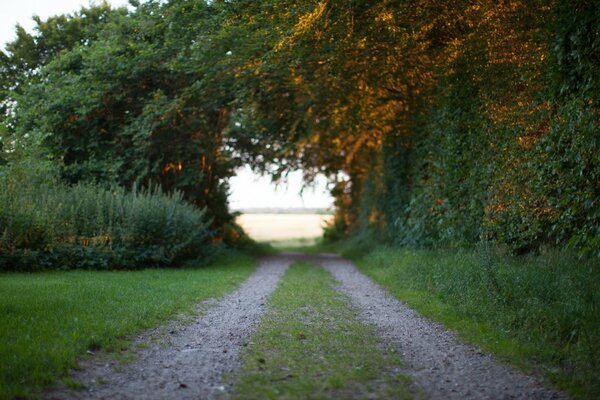 A rural road is covered by tilted trees