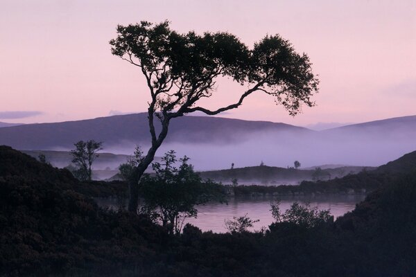 A tree against the background of a purple misty dawn