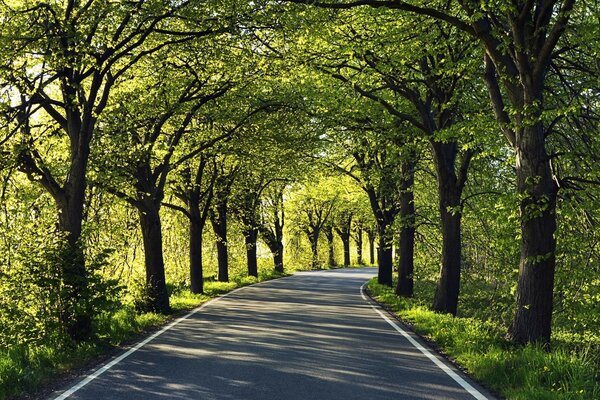 Road through the forest, summer landscape